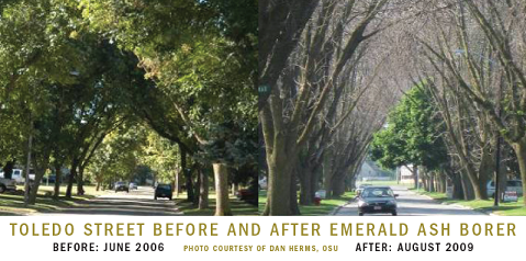 EAB before and after